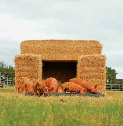 Choosing the Best Shelter for Your Pigs